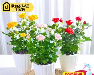 家里可以种玫瑰花吗？有哪些注意事项和技巧？