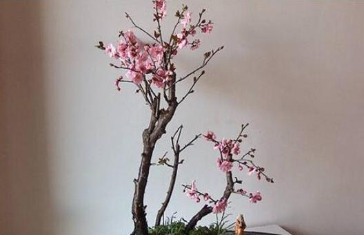 家里可以种梅花树吗？梅花树的养护和注意事项是什么？