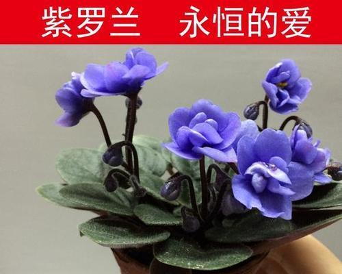 紫罗兰的花语是什么？花卉紫罗兰象征着什么？