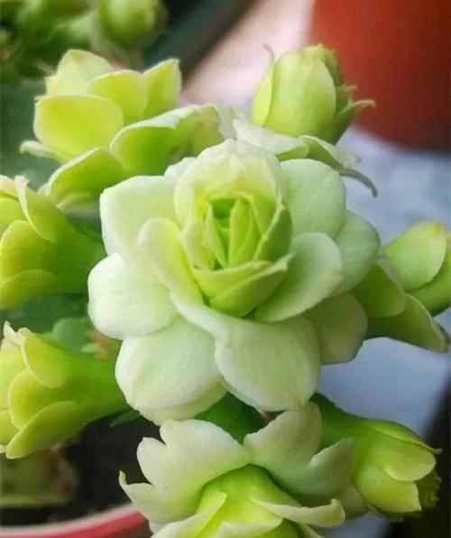 黄色长寿花的花语是什么？如何正确解读？