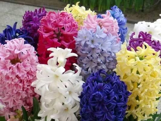 黄色风信子的花语代表什么含义？