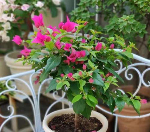 三角梅适合室内种植吗？如何照料三角梅？