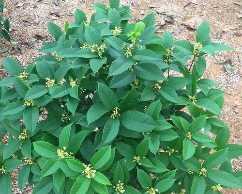 家里种桂花的寓意是什么意思？桂花象征着什么？