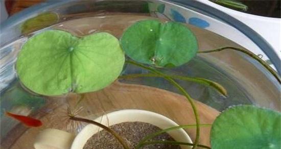 家里可以种碗莲吗？碗莲种植条件和注意事项是什么？