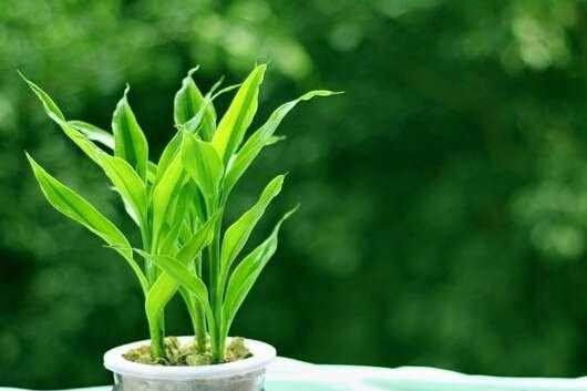 金边富贵竹花语是什么？如何养护才能茁壮成长？