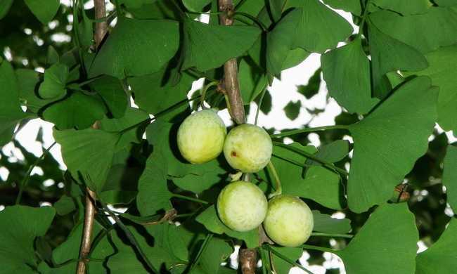 家里可以种银杏树吗？种植银杏树需要注意哪些问题？