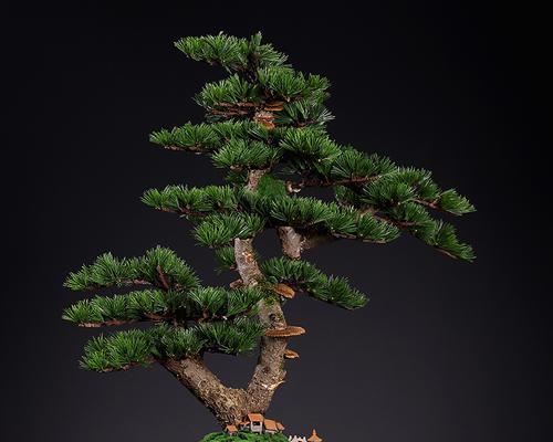 家里可以种迎客松吗？迎客松的种植条件和注意事项是什么？