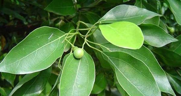 家里可以种樟树吗？樟树种植的注意事项有哪些？