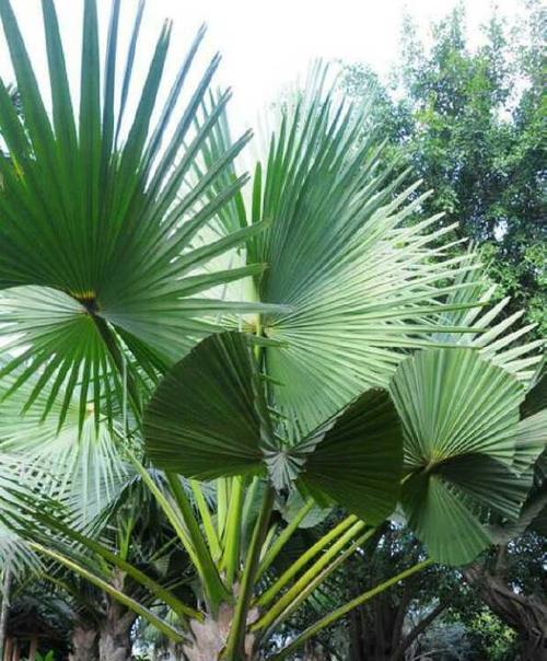 家里可以种棕榈树吗？适合室内种植的棕榈树品种有哪些？