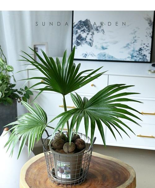 家里可以种棕榈树吗？适合室内种植的棕榈树品种有哪些？