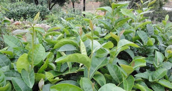 家里能种茶树吗？如何在室内成功种植茶树？
