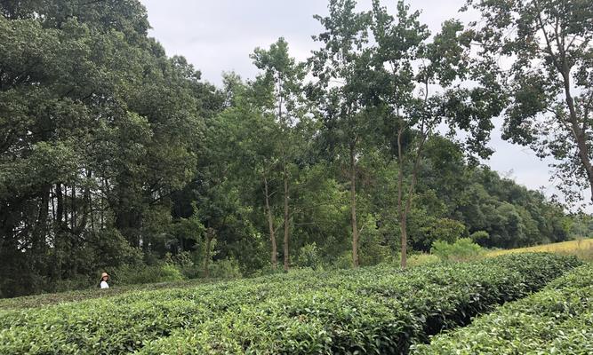家里能种茶树吗？如何在室内成功种植茶树？
