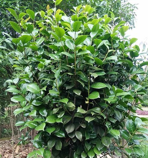 家里能种茶叶树吗？适合家庭种植的茶叶树品种有哪些？