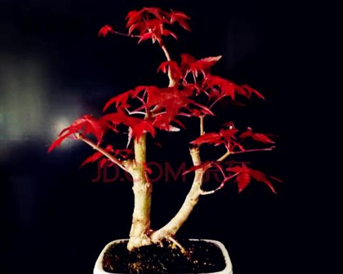 家里能种枫树吗？种植枫树需要注意哪些事项？