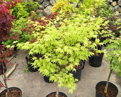 家里能种枫树吗？种植枫树需要注意哪些事项？