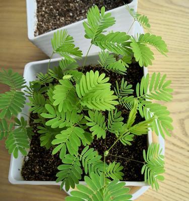 家里能种含羞草吗？含羞草种植需要注意什么？