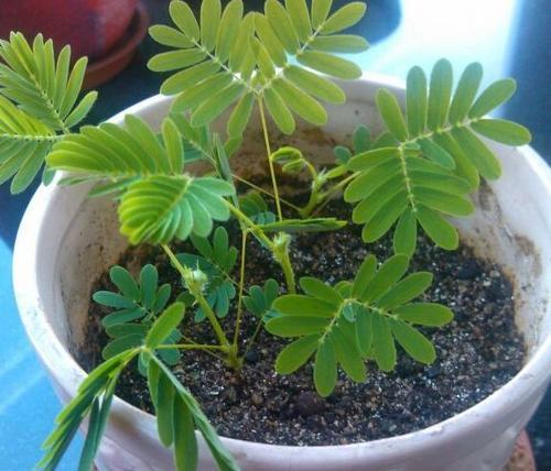 家里能种含羞草吗？含羞草种植需要注意什么？
