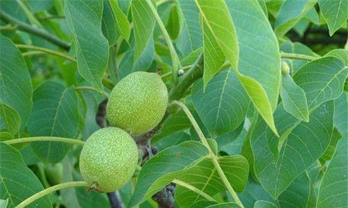 家里能种核桃树吗？种植核桃树需要注意什么？