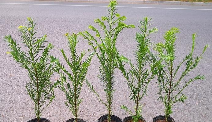 家里能种红豆杉吗？红豆杉种植条件和注意事项是什么？