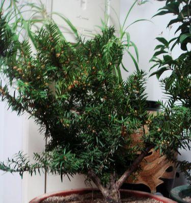 家里能种红豆杉吗？红豆杉种植条件和注意事项是什么？