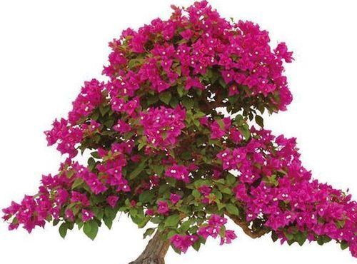 家里能种三角梅吗？三角梅种植条件和注意事项是什么？