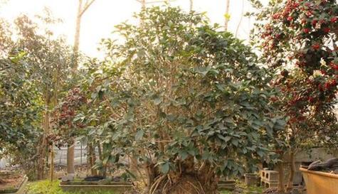 家里能种石榴树吗？种植石榴树需要注意什么？
