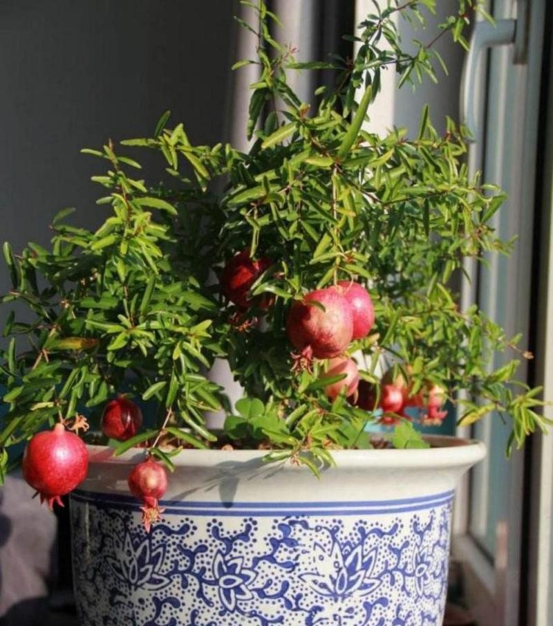 家里能种石榴树吗？种植石榴树需要注意什么？