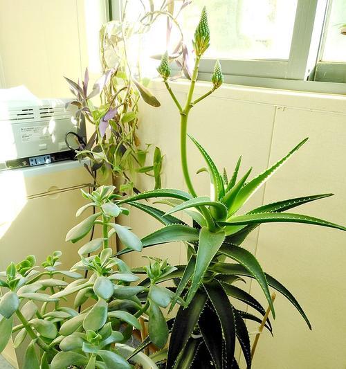 芦荟开花代表什么？芦荟开花的花语有哪些含义？