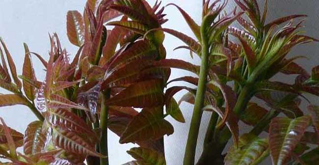 家里能种香椿树吗？种植条件和注意事项是什么？