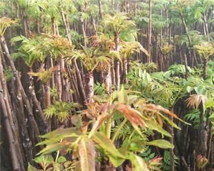 家里能种香椿树吗？种植条件和注意事项是什么？