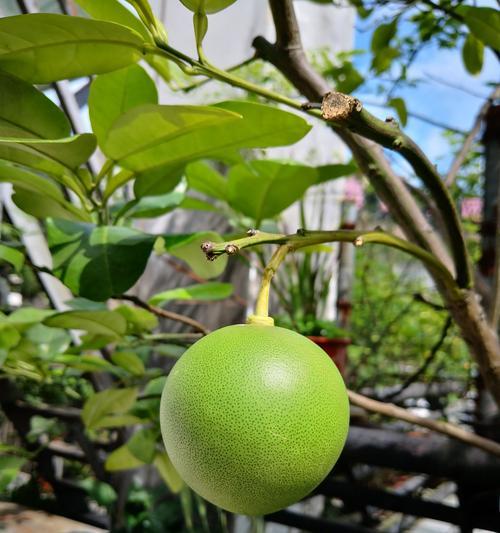 家里能种柚子树吗？种植条件和注意事项是什么？