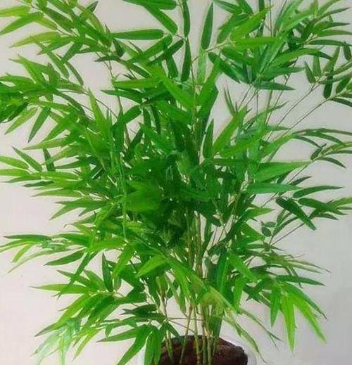家里能种竹子吗？种植竹子需要注意哪些问题？