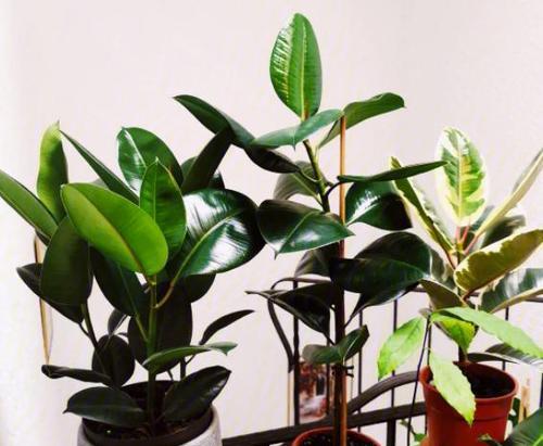 家里适合放什么植物？哪些植物净化空气效果最好？