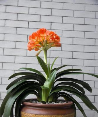 家里适合种什么花？如何选择适合室内环境的花卉？