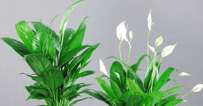 家里适合种什么花？如何选择适合室内环境的花卉？