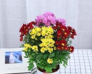 家里为什么不能养雏菊？养雏菊有哪些禁忌和注意事项？