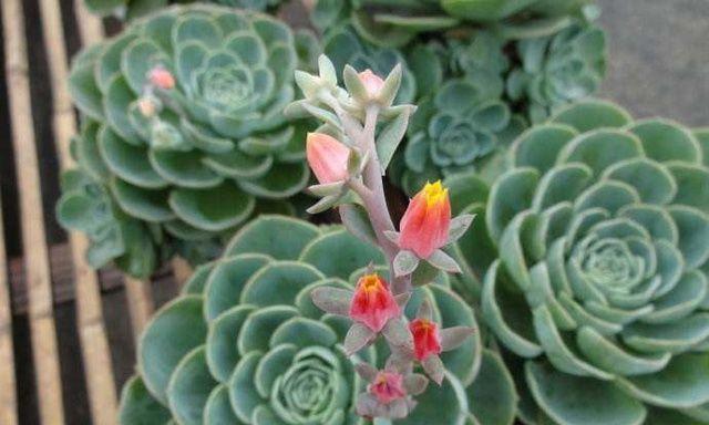 家里为什么不能养荷花？荷花养殖的常见问题有哪些？