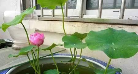 家里为什么不能养荷花？荷花养殖的常见问题有哪些？