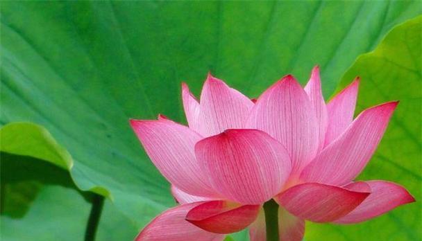 家里为什么不能养莲花？养莲花有哪些禁忌和注意事项？