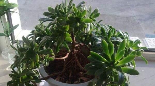 家里为什么不能养莲花？养莲花有哪些禁忌和注意事项？