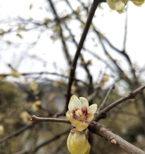 梅花的网名花语是什么？如何选择寓意美好的梅花网名？