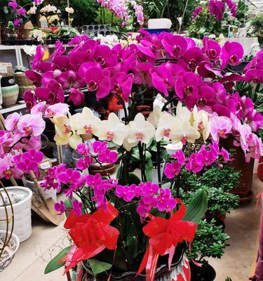 迷你蝴蝶兰花语是什么？如何养护才能花开不断？