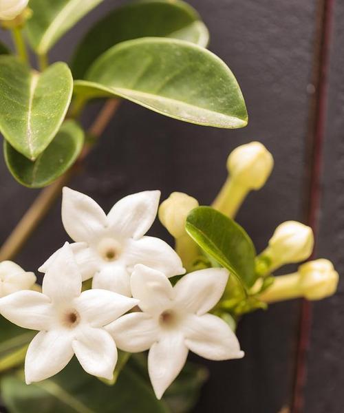 米兰花的花语代表什么？如何正确解读米兰花的含义？