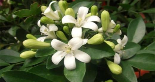 米兰花的花语代表什么？如何正确解读米兰花的含义？