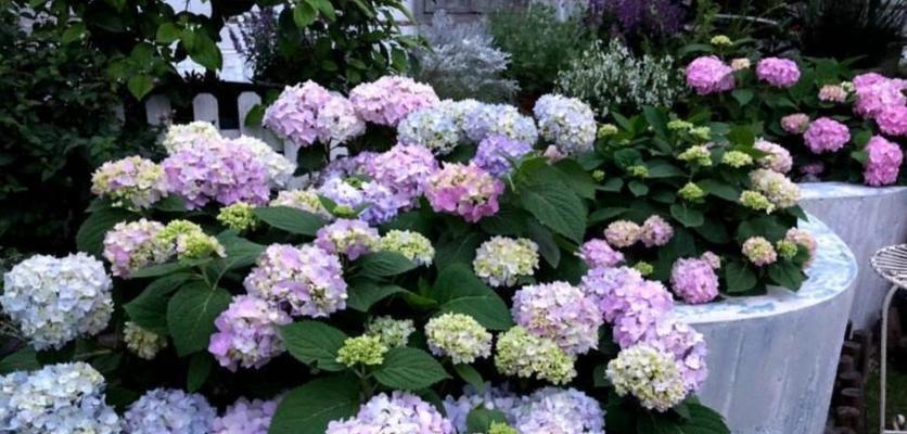 家里为什么不能养绣球花？绣球花的哪些特性导致不宜室内种植？