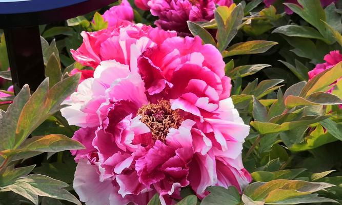 牡丹开花代表什么？牡丹花语有哪些含义？