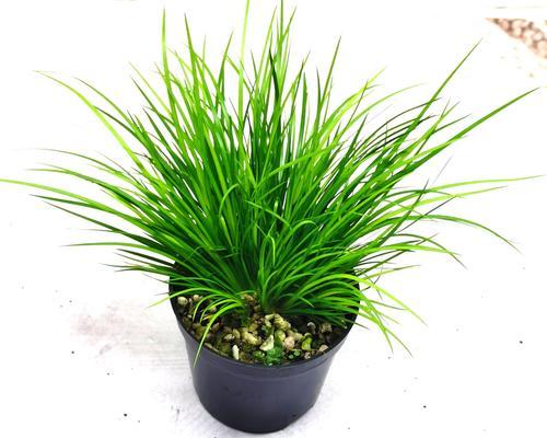 家里养菖蒲风水好吗？菖蒲在风水学中的作用是什么？