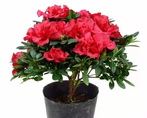 家里养杜鹃花风水好吗？杜鹃花在家居风水中的作用是什么？