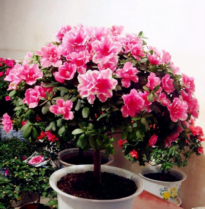 家里养杜鹃花风水好吗？杜鹃花在家居风水中的作用是什么？