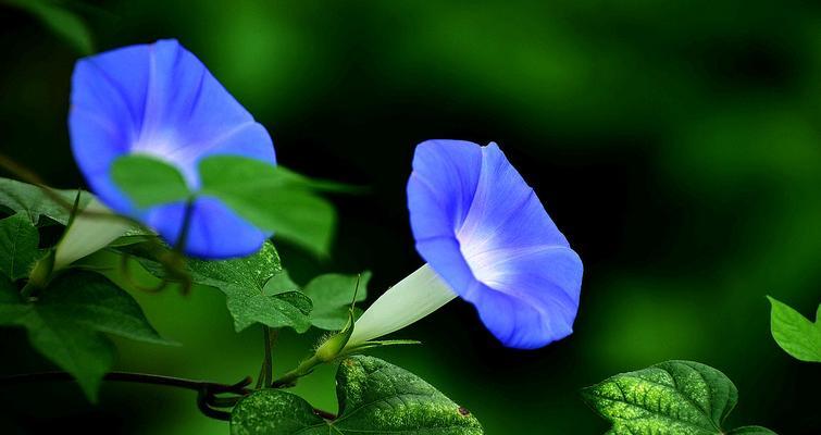 牵牛花象征着什么？它的花语和文化意义是什么？